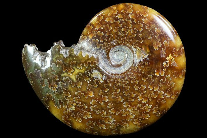 Polished, Agatized Ammonite (Cleoniceras) - Madagascar #73253